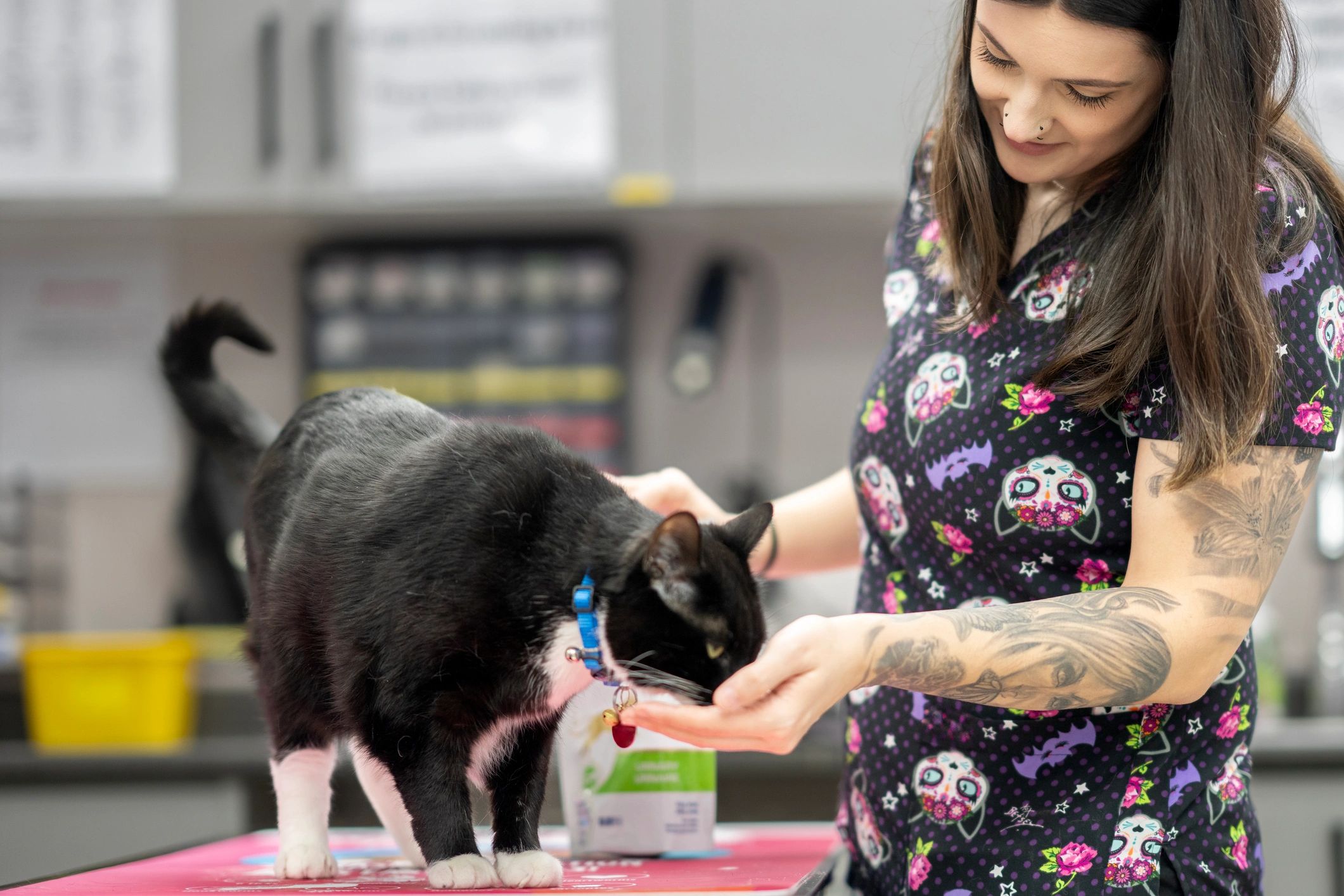 Veterinary technician caring for a cat