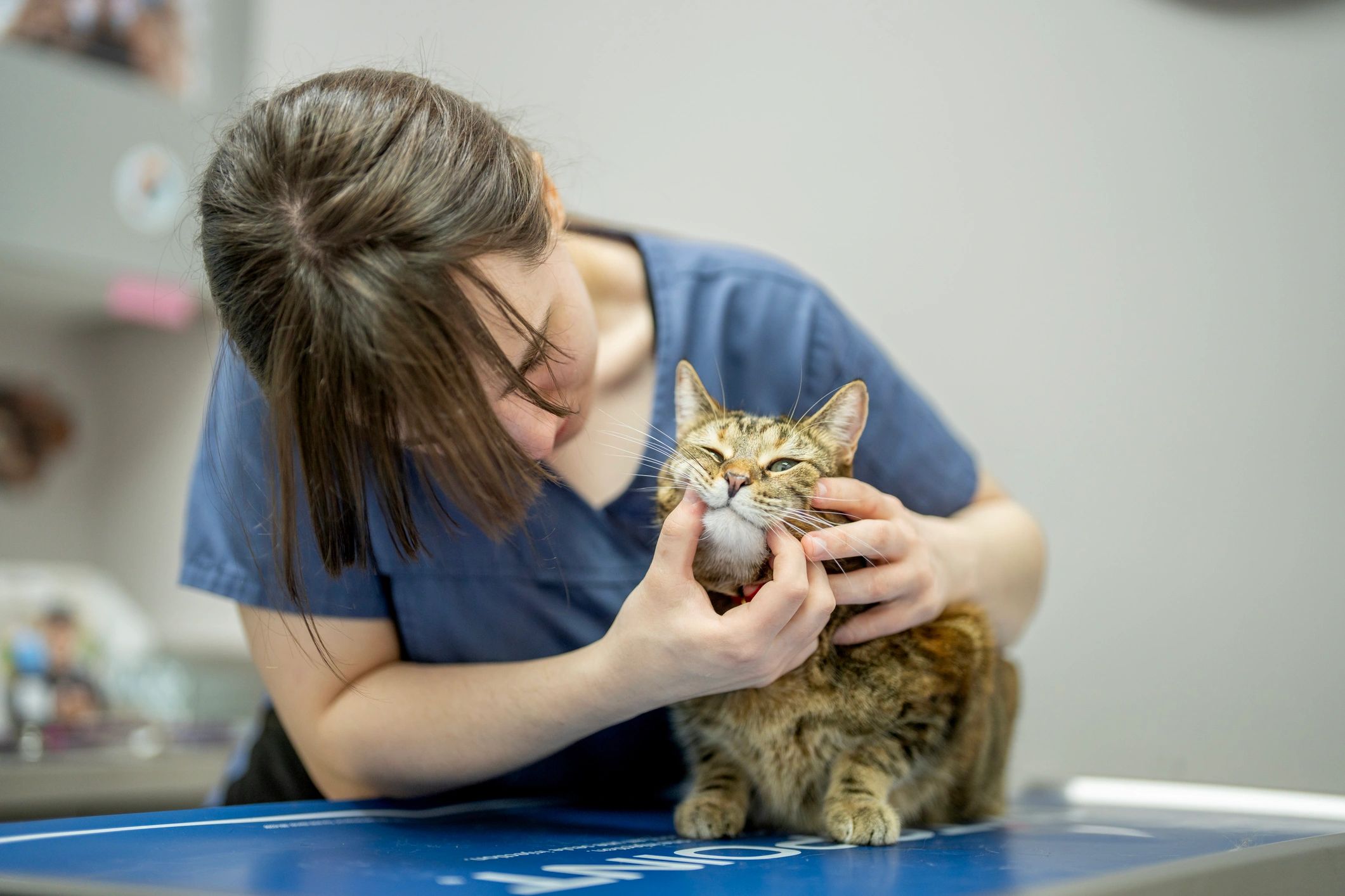 Veterinary technician examining a tabby cat on an exam table